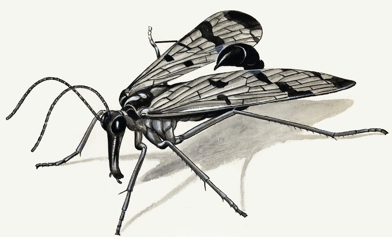 Predators of the Past (Scorpion Fly) av English School
