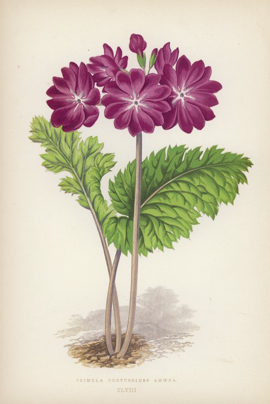 Primula Cortusoides Amoena (färg litho) av English School