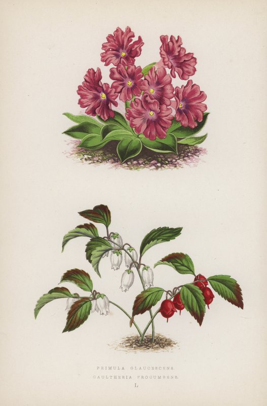 Primula Glaucescens Gaultheria procumbens (färg litho) av English School