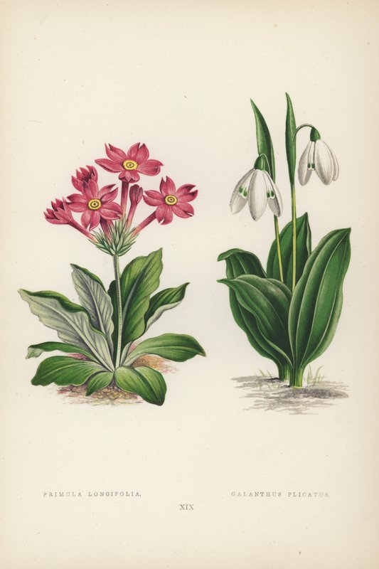Primula Longifolia; Galanthus Plicatus (färg litho) av English School