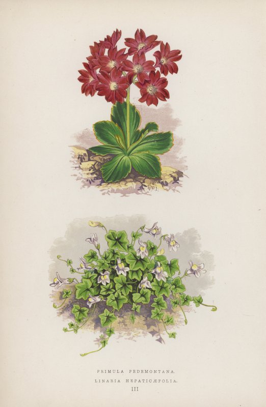 Primula Pedemontana; Linaria Hepaticaefolia (färglitografi) av English School