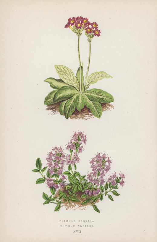 Primula Scotica; Thymus Alpinus (färglitografi) av English School