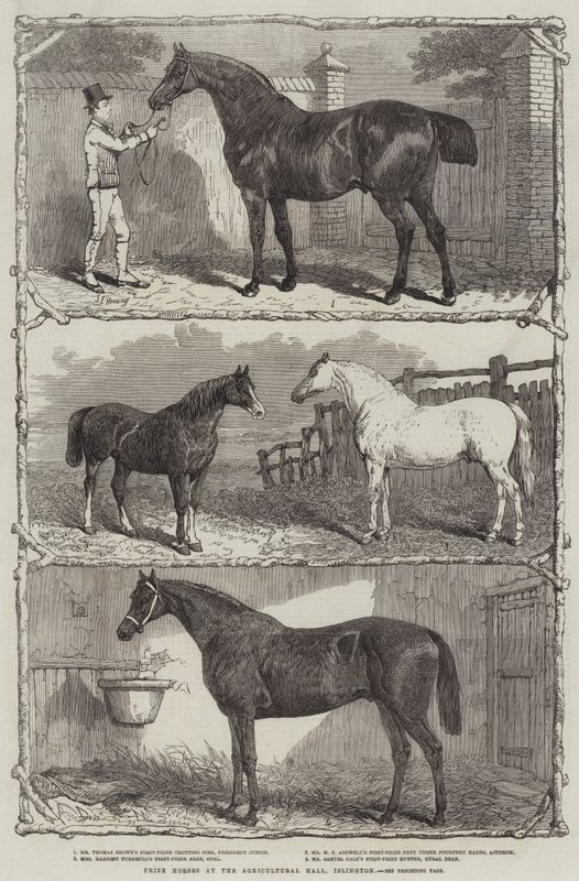 Prishästar i Agricultural Hall, Islington (gravyr) av English School