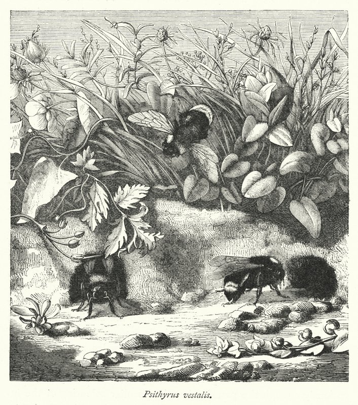 Psithyrus vestalis (gravyr) av English School