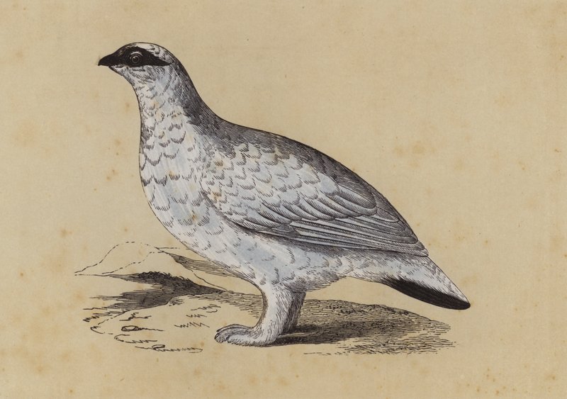 Ptarmigan (färglitografi) av English School