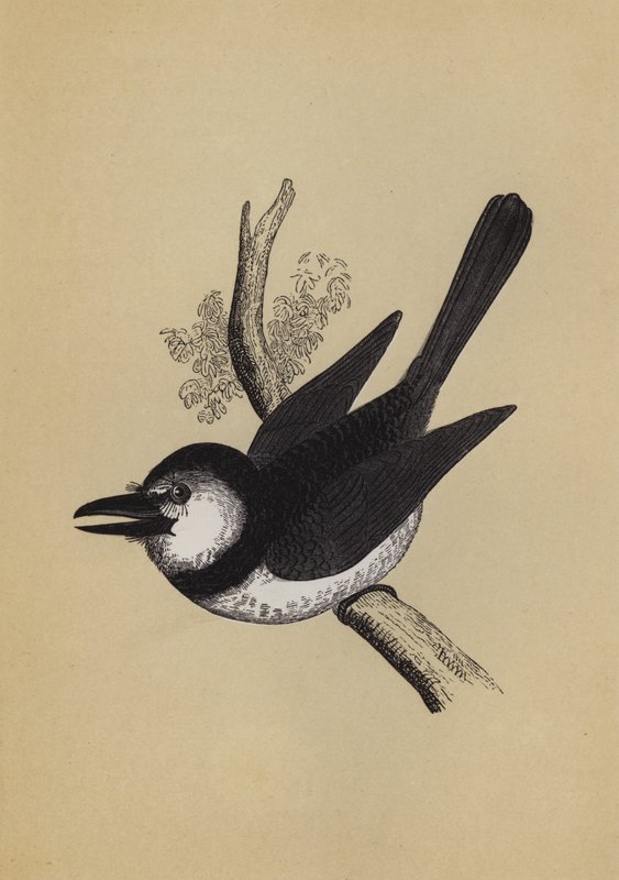Puff Bird (färg litho) av English School