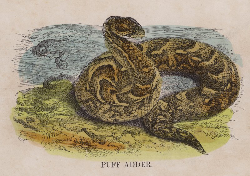 Puffadderare av English School