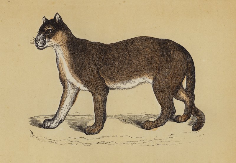 Puma (färg litho) av English School