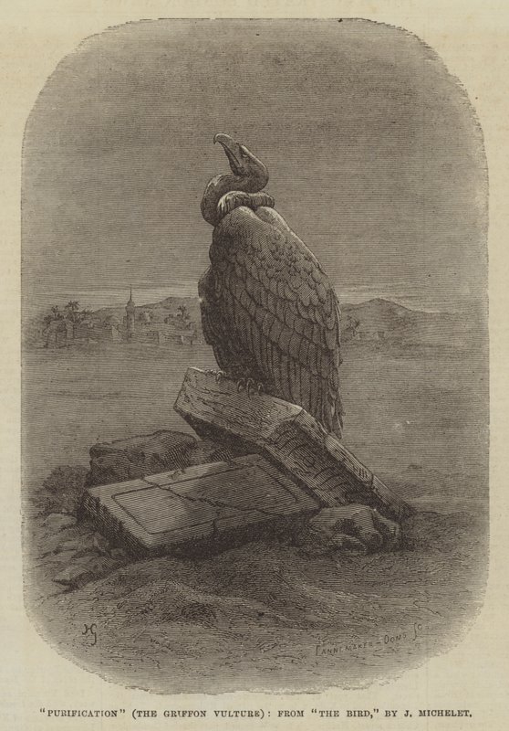 "Purification" (Griffon Vulture), från "The Bird," av J Michelet (gravyr) av English School