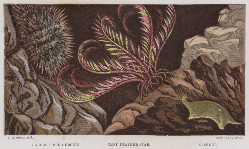 Purple-tipped Urchin, Rosy Feather-Star, Starlet (färg litho) av English School
