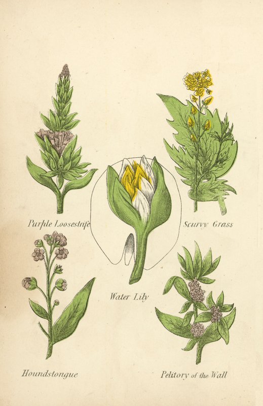 Purple Loosestrife, Skörbjugg, Näckros, Houndstongue, Petitory of the Wall (färg litho) av English School
