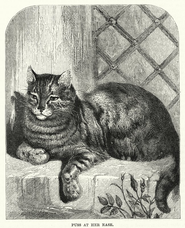 Puss på hennes lätthet (gravyr) av English School