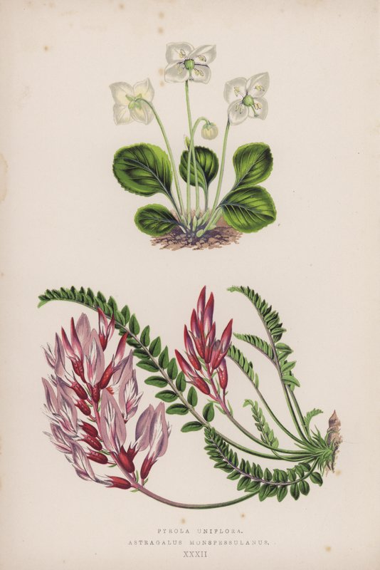 Pyrola Uniflora; Astragalus Monspessulanus (färg litho) av English School