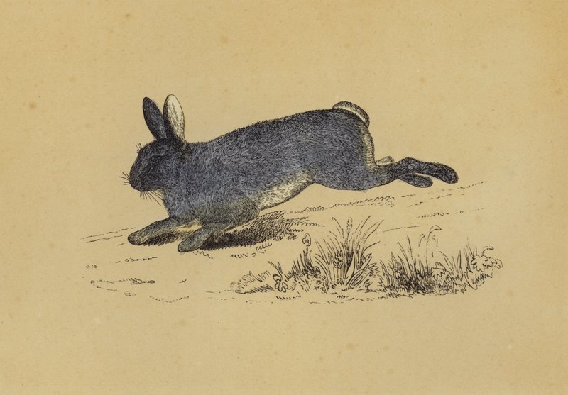 Kanin (färg litho) av English School