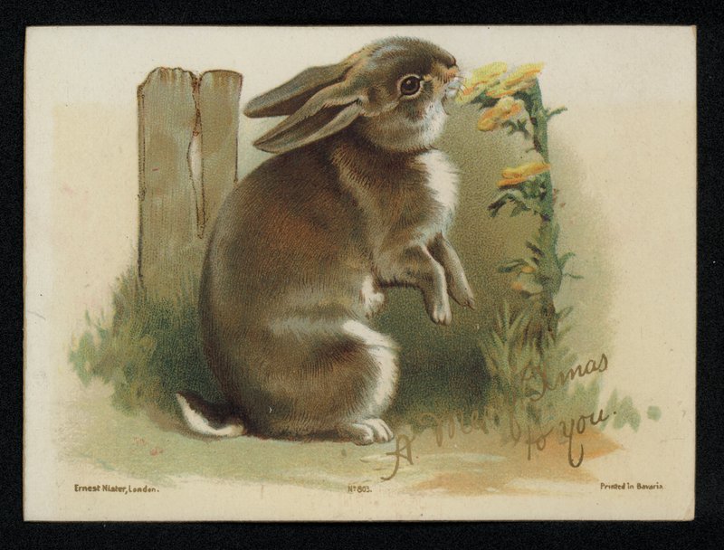Kanin äter gula blommor, julhälsningskort. (chromolitho) av English School