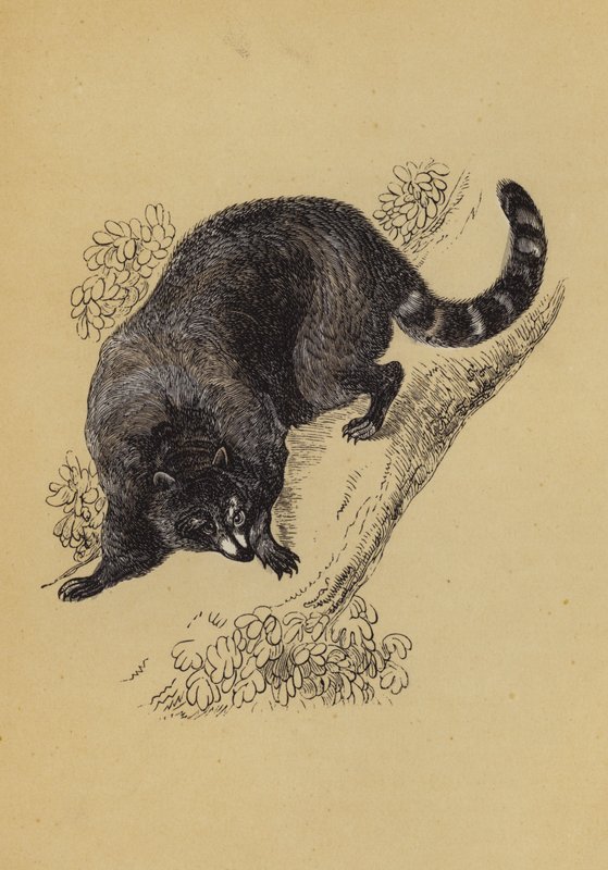Racoon (färg litho) av English School