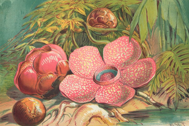 Rafflesia Arnoldii, jätteblomma i regnskogarna på Sumatra av English School