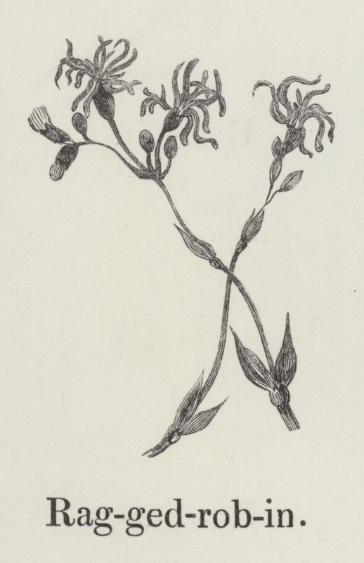 Ragged Robin (gravyr) av English School