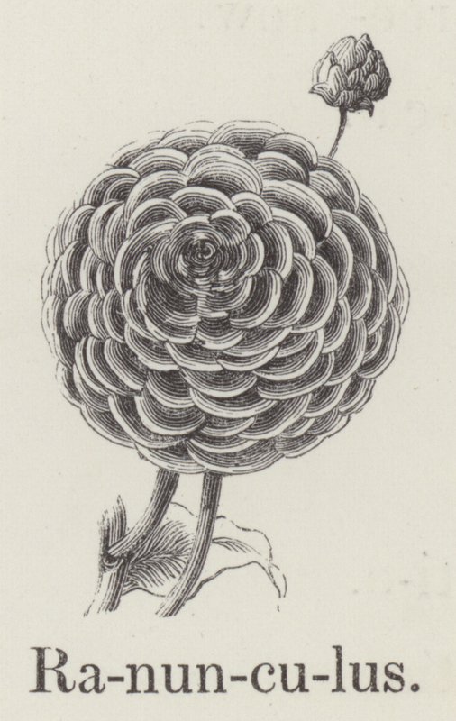 Ranunculus (gravyr) av English School