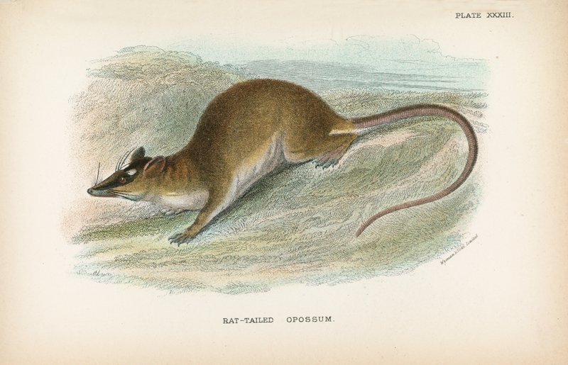 Rottehalede Opossums Web av English School