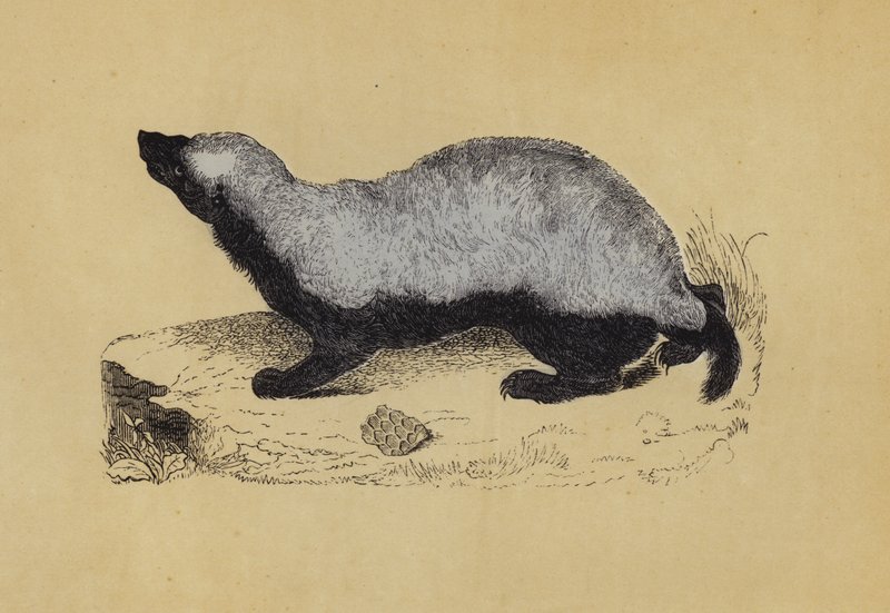 Ratel (färglitografi) av English School