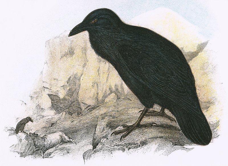 Raven av English School