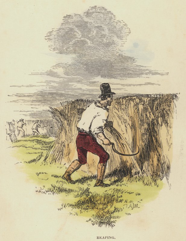 Skörda (färgad gravyr) av English School