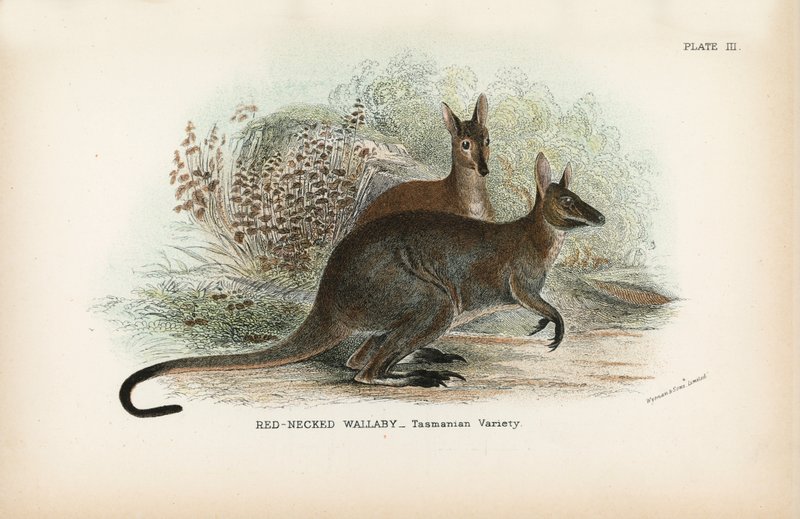 Rödhalsad Wallaby Tasmanian Variety av English School