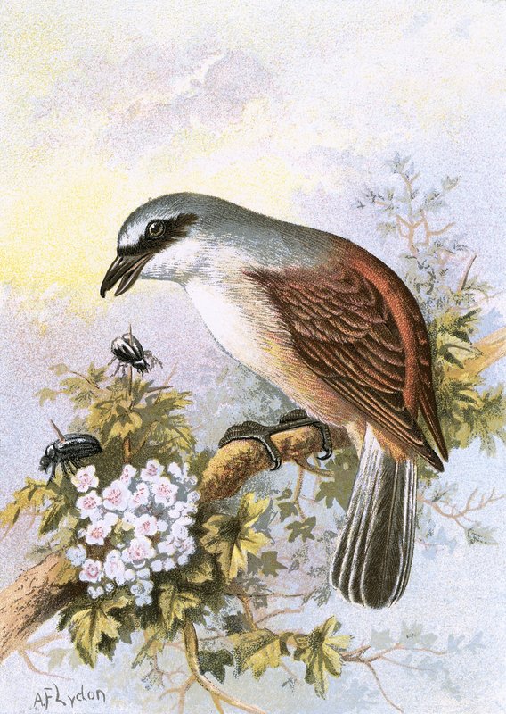 Rödryggad Shrike av English School