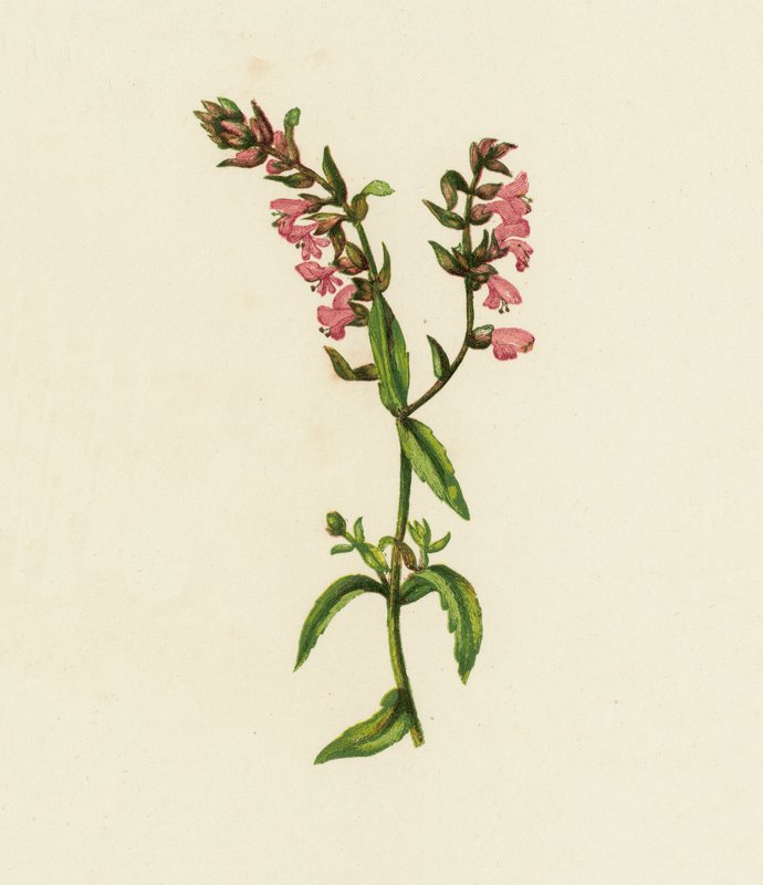 Röd Bartsia, Bartsia odontites (färglitografi) av English School