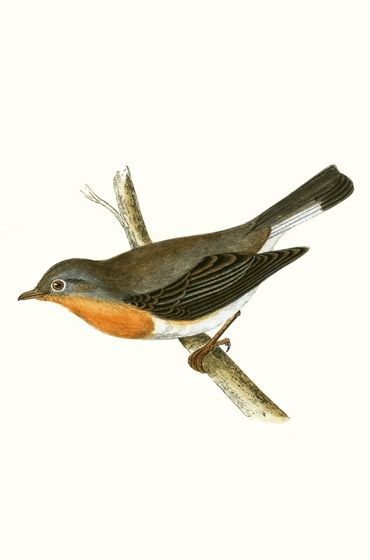 Rödbröst flugsnappare, illustration från 