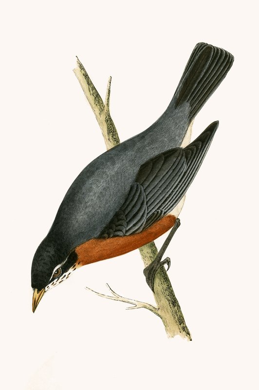 Red Breasted Thrush, kielelezo kutoka 