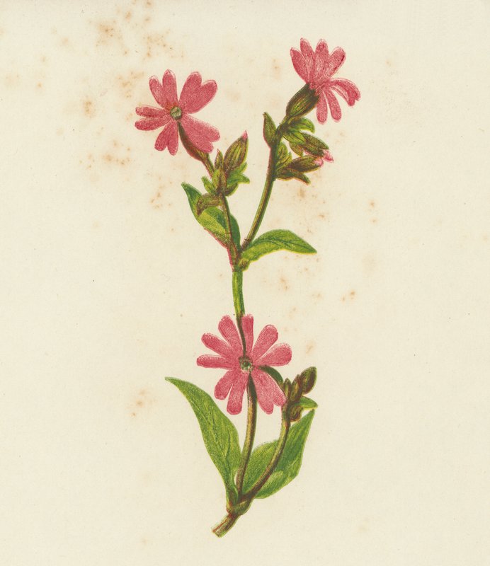Rödkämpar, Lychnis Dioica (färglitografi) av English School