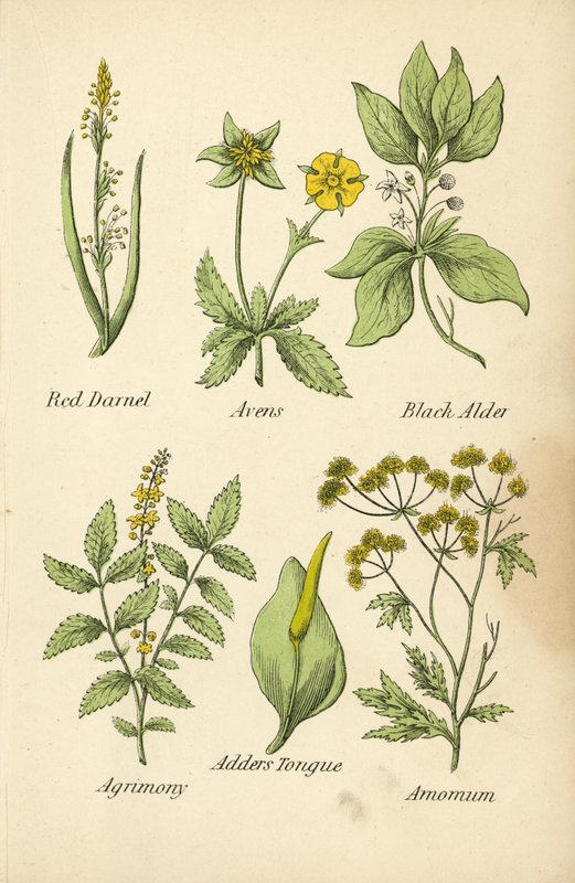 Röd darnell, avens, svart al, agrikon, huggormstunga, amomum (färglitografi) av English School