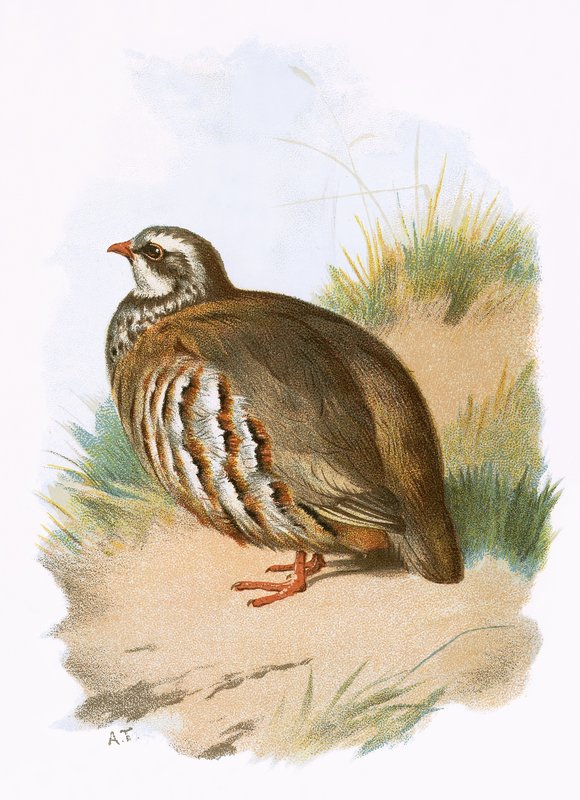 Uepiula o Partridges vae mumu av English School