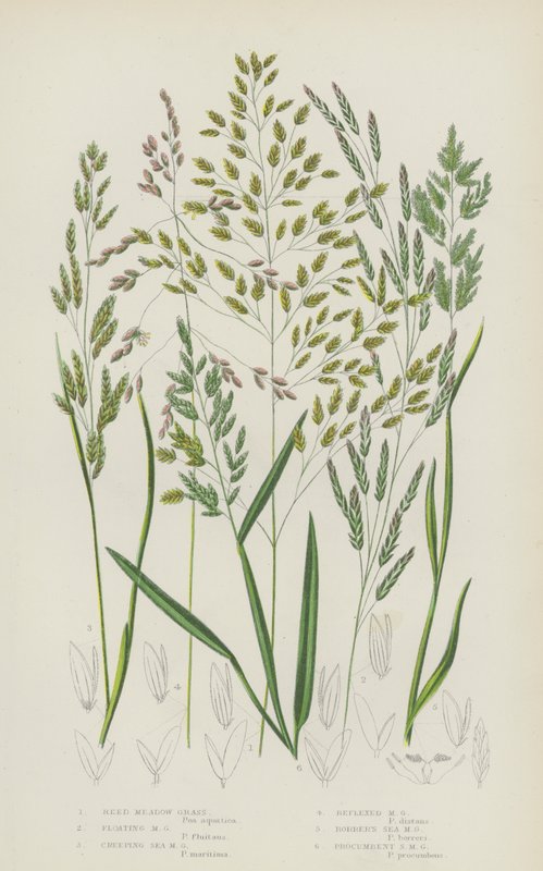 Vassängsgräs, Flytande ängsgräs, Krypande Havsängsgräs, Reflexängsgräs (färg litho) av English School