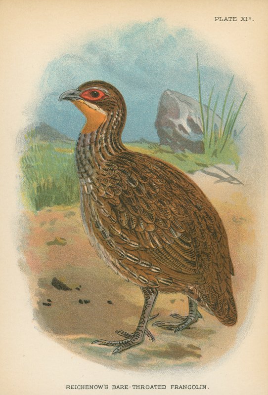 Reichenows barhalsade Francolin av English School