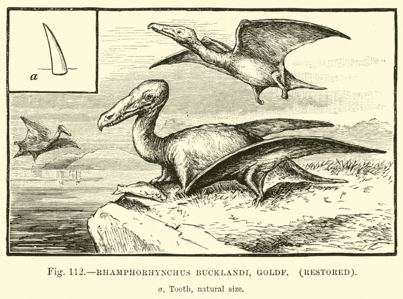 Rhamphorhynchus Bucklandi, Goldf, restaurerad av English School