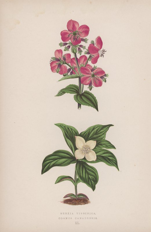 Rhexia Virginica; Cornus Canadensis (färglitografi) av English School