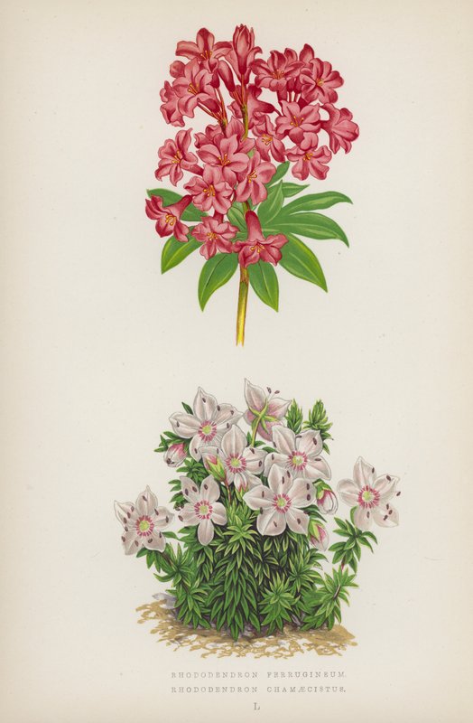 Rhododendron Ferrugineum; Rhododendron Chamaecistus (färglitografi) av English School
