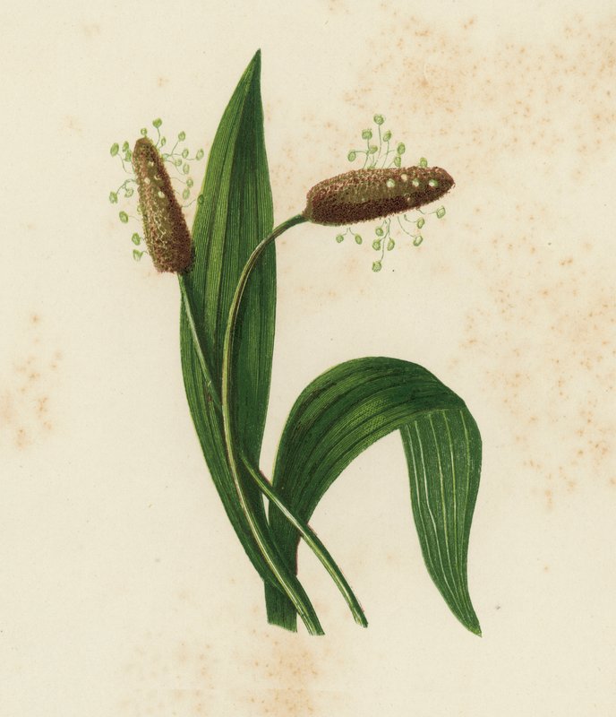 Ribbört groblad, Plantago Lanceolata (färg litho) av English School