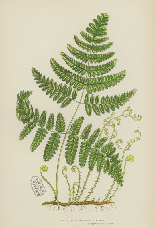 Styv tregrenad polypodi (färg litho) av English School