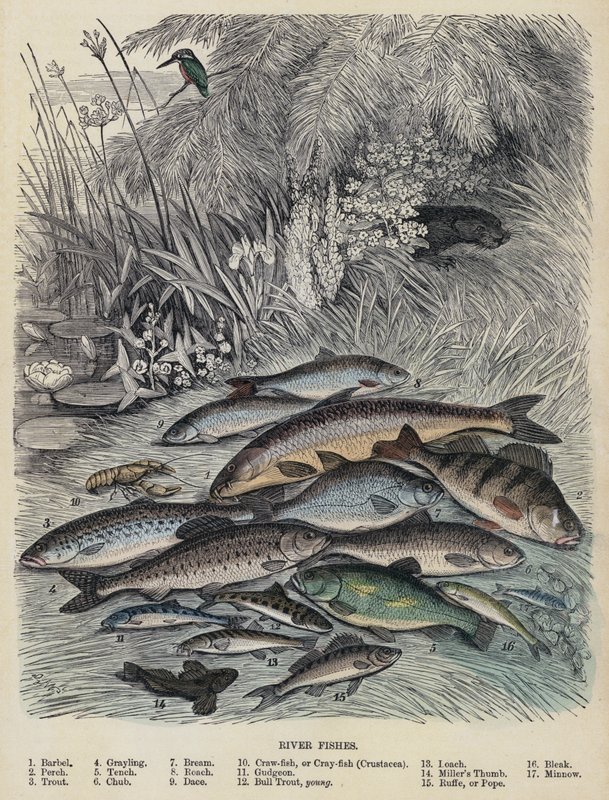 River Fishes (färgad gravyr) av English School