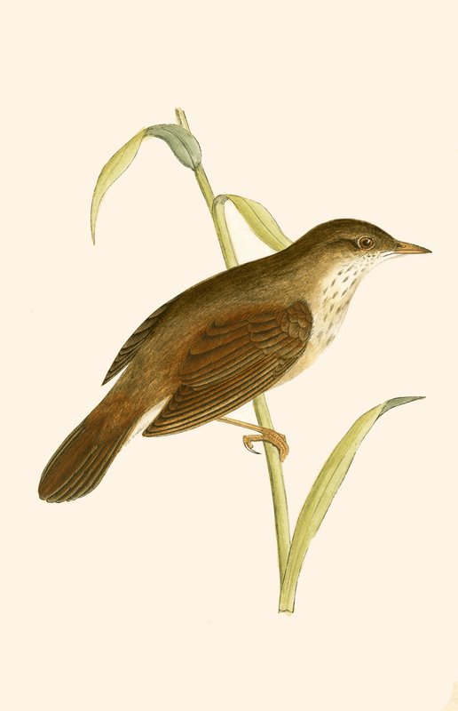 Flodsångare, illustration från "A History of the Birds of Europe Not Observed in the British Isles" av Charles Robert Bree (1811-86), publicerad 1867 av English School