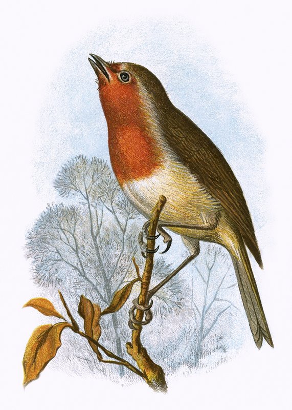 Robin av English School