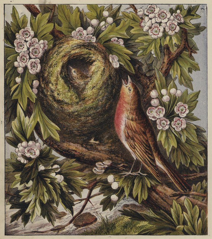 Robins julsång (färg litho) av English School