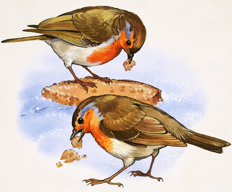 Robins äter en bit bröd av English School