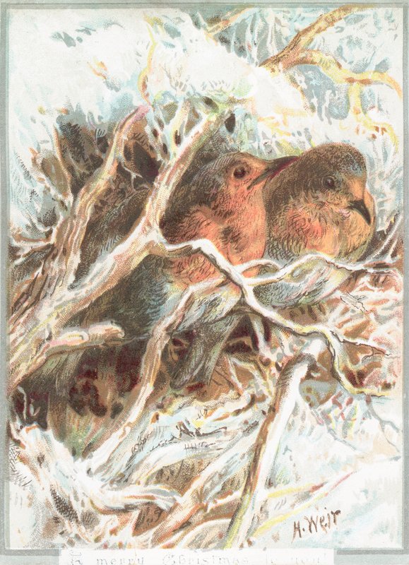 Robins sitter på gren, julkort av English School