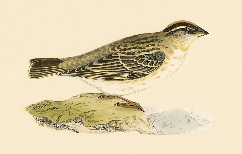 Rock Sparrow, illustration från "A History of the Birds of Europe Not Observed in the British Isles" av Charles Robert Bree (1811-86), publicerad 1867 av English School