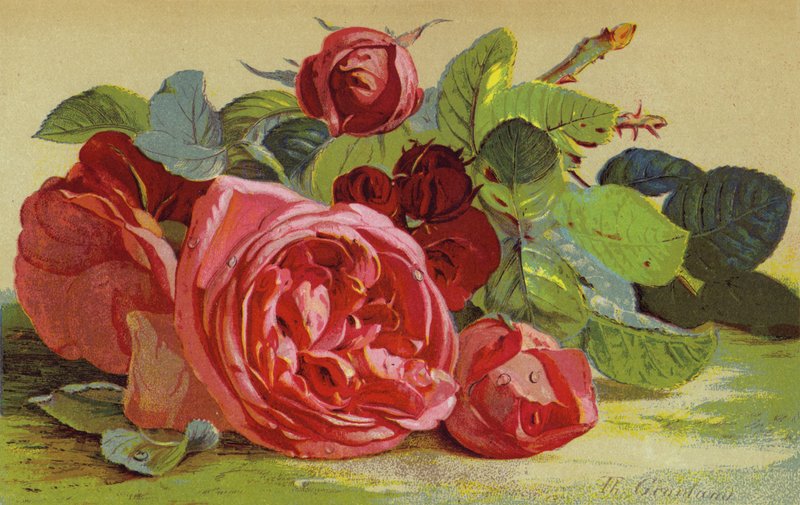 Roses, hertigen av Edinburgh av English School